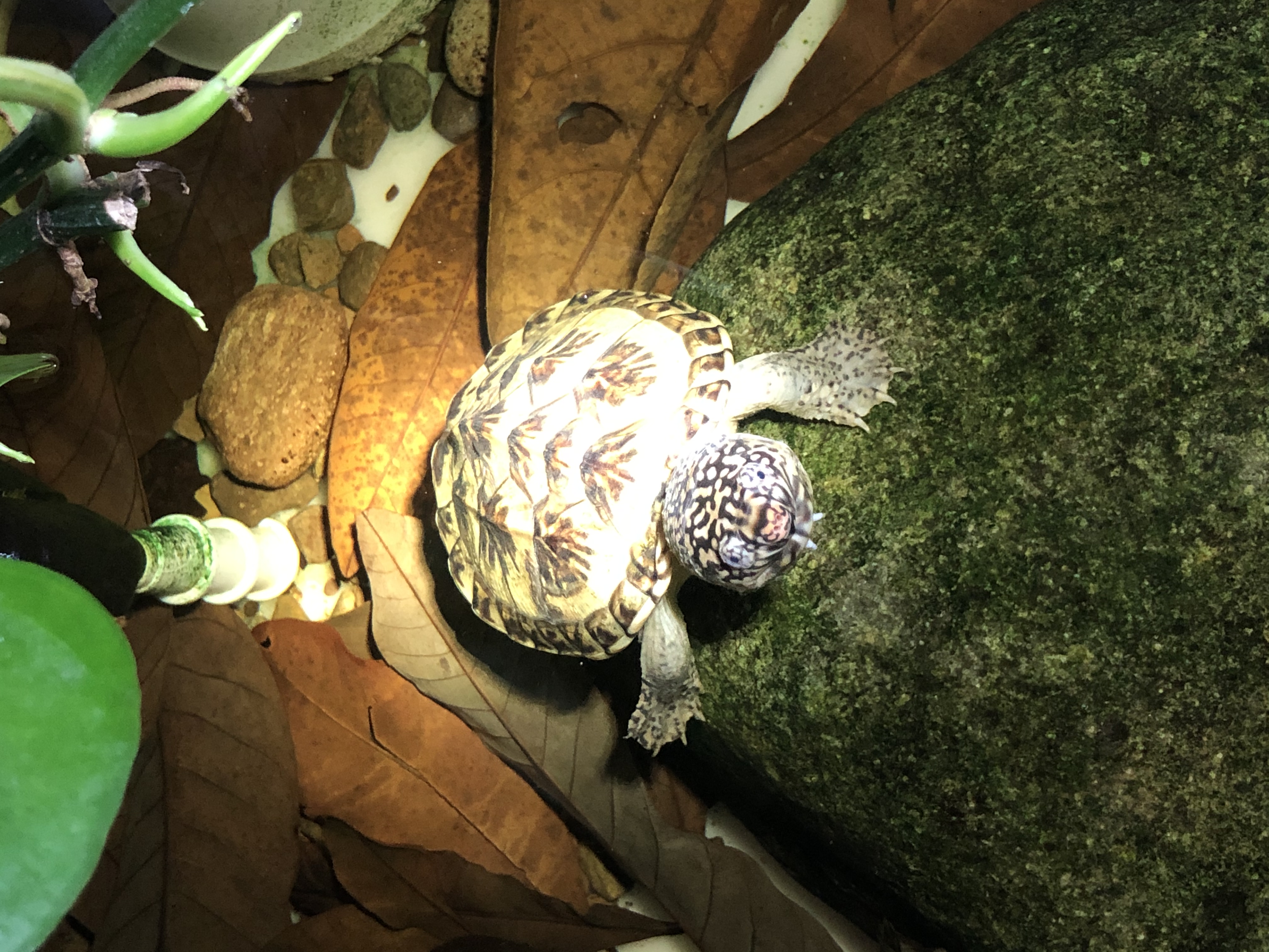 蛋龟麝香龟怎么养,墨西哥蛋龟大龟