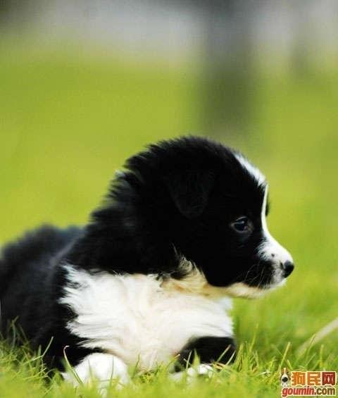 狗狗大全,送给喜欢狗的人）