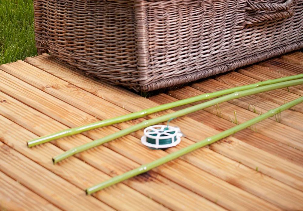 美人蕉有什么特别,美人蕉的十大特点