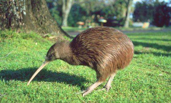 说它是鸟，却没有翅膀和尾巴，说它是兽，却只有两条腿，是啥奇葩