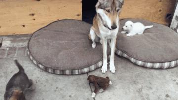 狗狗的几种类型,狗狗的性格会越来越像主人