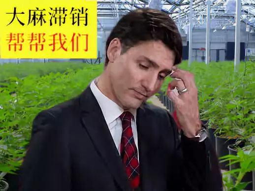加拿大：*麻大**滞销，帮帮我们
