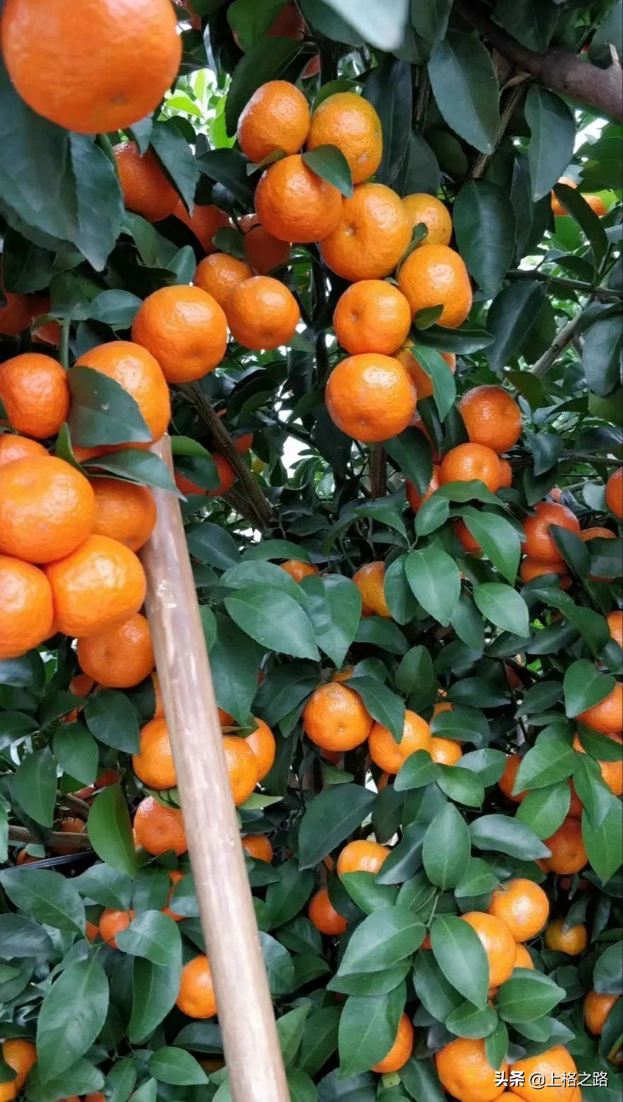 沃柑转色期可以用农药助剂么,沃柑转色期能喷钙吗