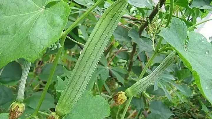 丝瓜花蒂处发霉还可以吃吗,丝瓜苗茎部老是烂是什么病
