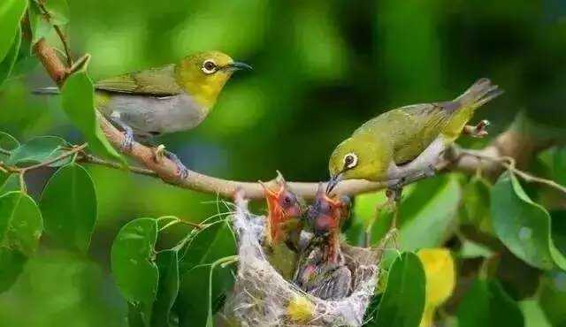 为什么许多鸟窝都不防雨,为什么鸟类不会到屋檐下躲雨