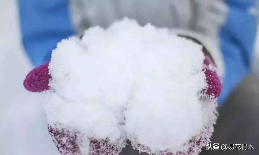 储存雪水浇花好不好,雪水浇花的好处及注意事项