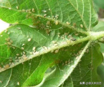 阳台养花怎样预防病虫害呢,家庭养花病害大全