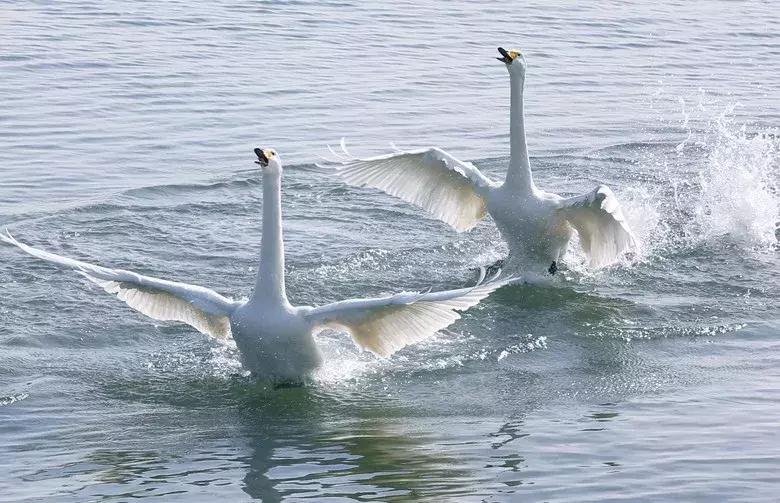 北方冬季适合吃的海鲜,北方冬天适合去的海滨小城