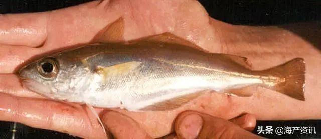 真鳕鱼科普,真鳕银鳕黑鳕鱼