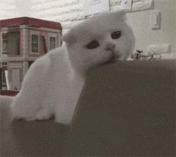 新手第1次养猫还是养狗啊,新手养猫英短银渐层喂什么猫粮