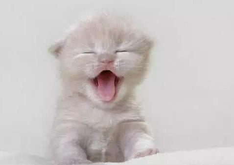 幼猫爱吃饭是为啥,幼猫爱喝水不爱吃猫粮