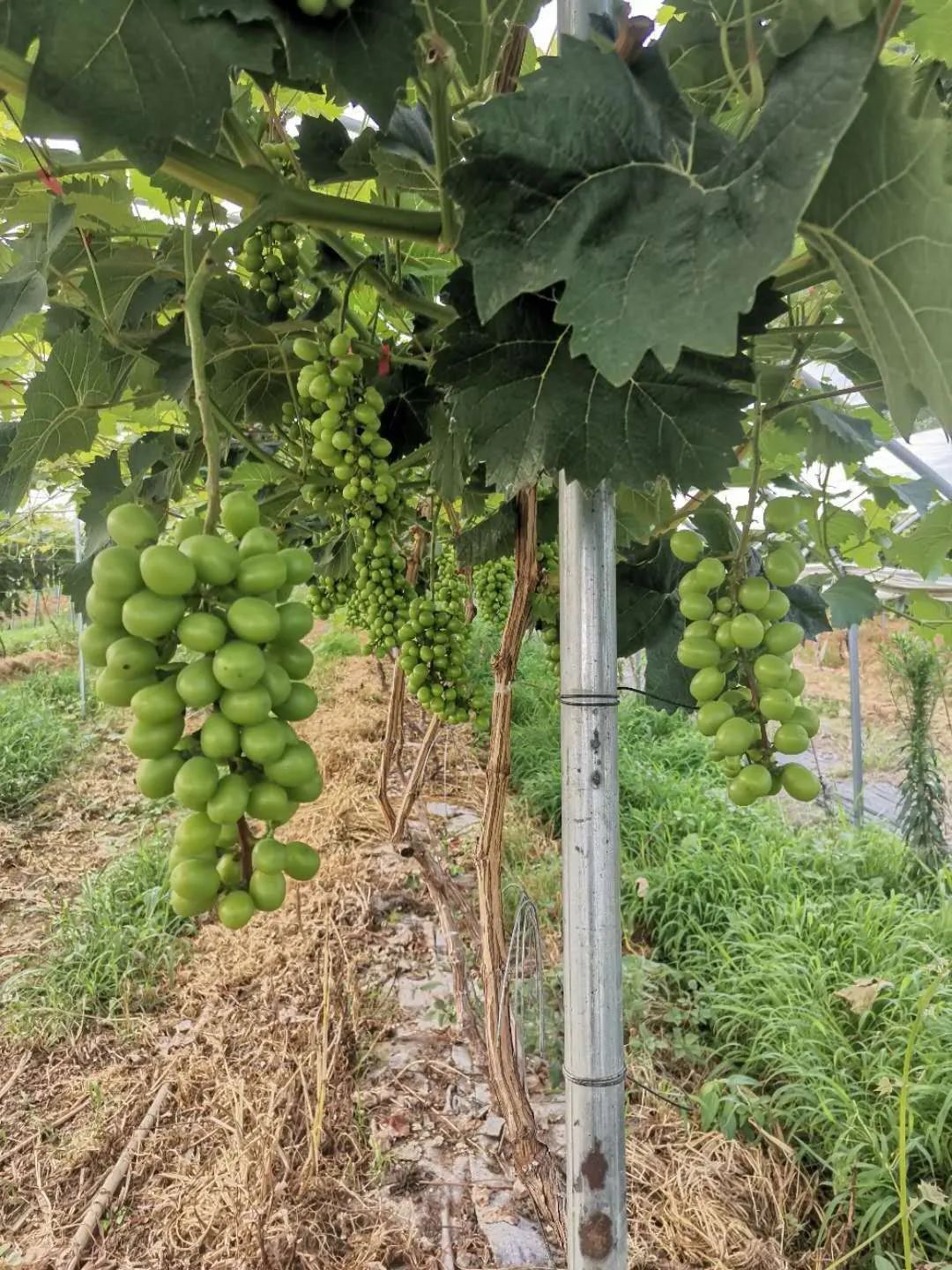 山水望城，“桃”醉你我，通体洁白、如羊脂玉般的蜜桃您见过吗？