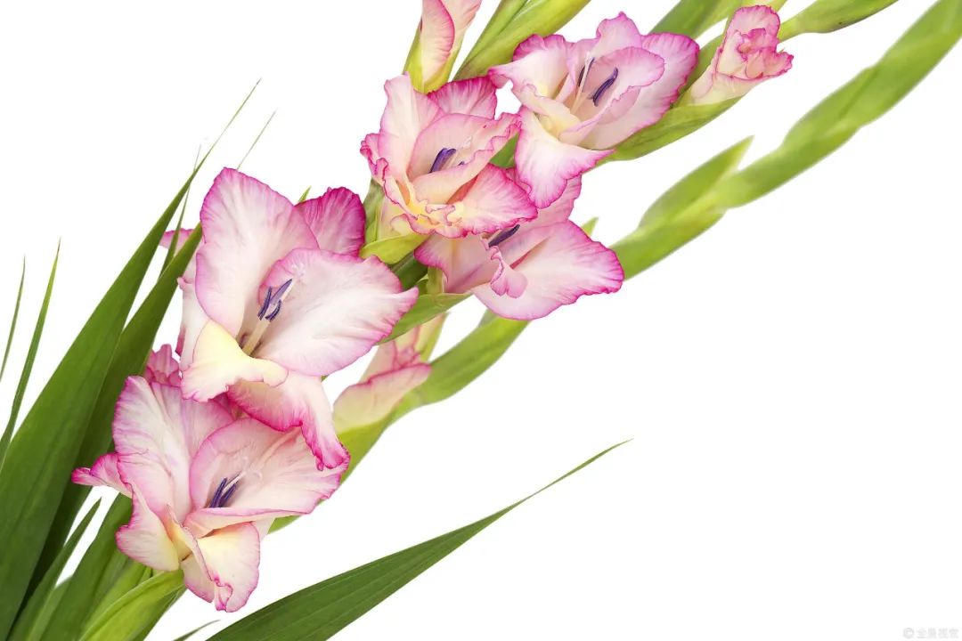 祝贺老师教师节快乐的图片,教师节给老师的玫瑰花语