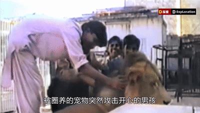 遇到猛兽如何自救100字,面对大型猛兽如何自救