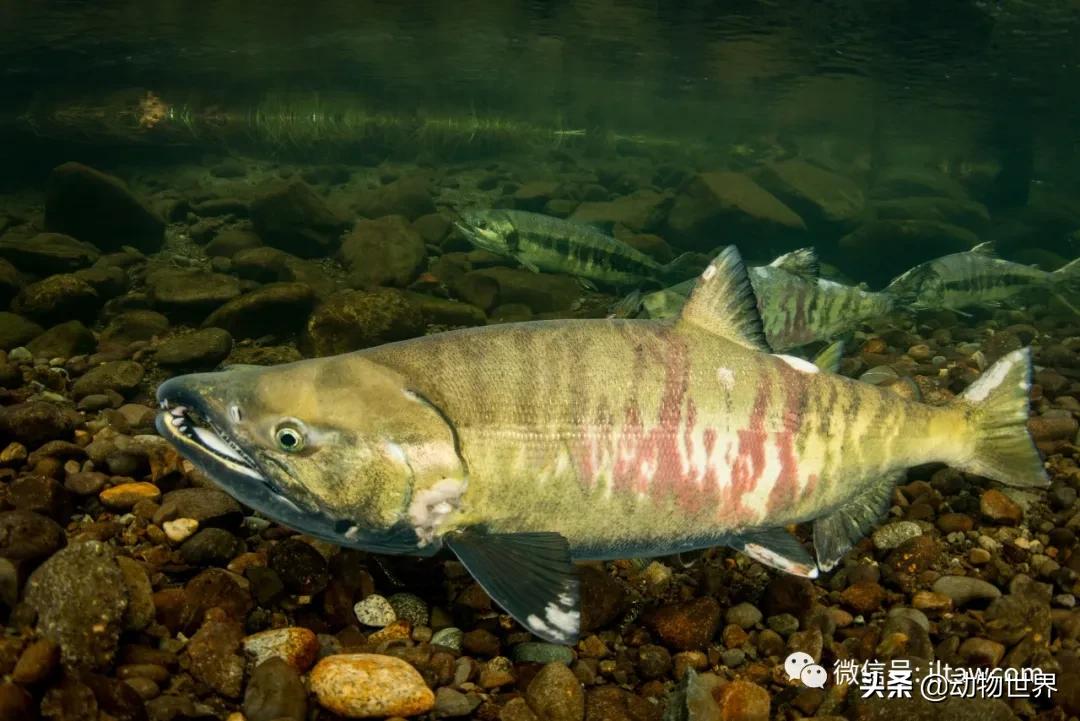 三文鱼是怎样的鱼,三文鱼冷冻后还可以生吃吗