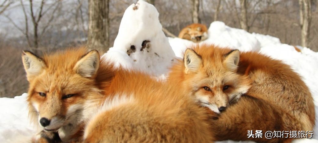 日本“神兽”不只有奈良鹿，日本网红动物主题旅行攻略