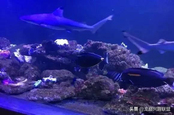 楸肩几濡傛璞皵,楂樼楸肩几椴ㄩ奔