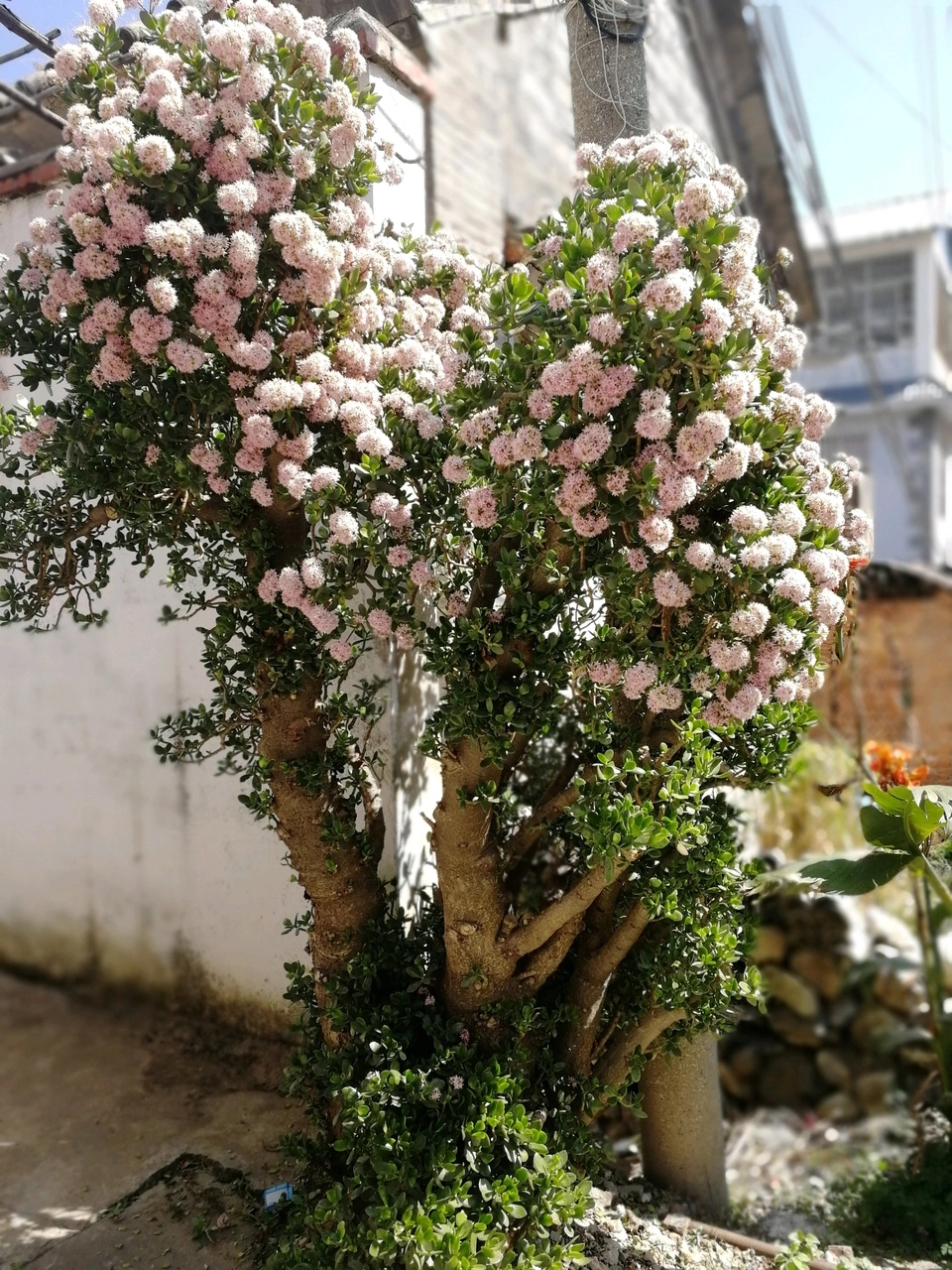 玉树叶子发黄怎么办,玉树叶子发黄是什么原因造成