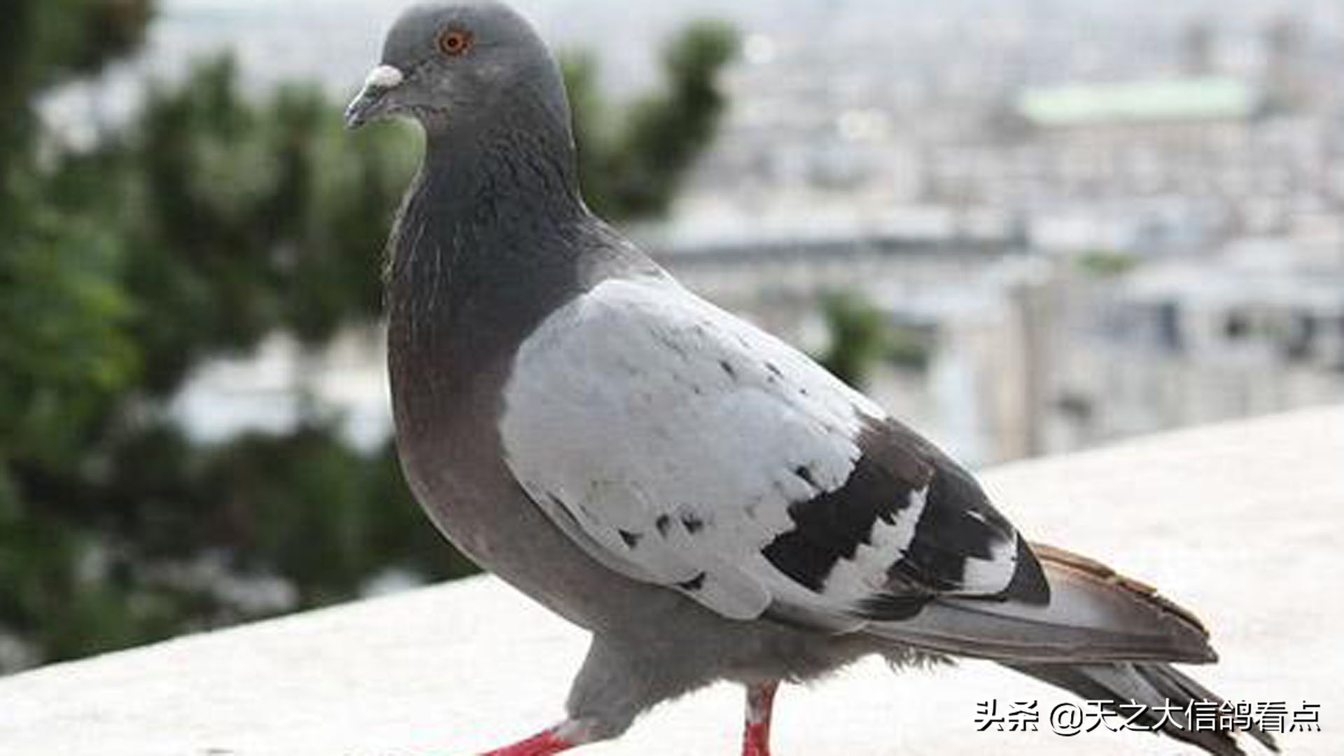 防止赛鸽主羽脱落的四种技巧,赛鸽怎样去羽虱