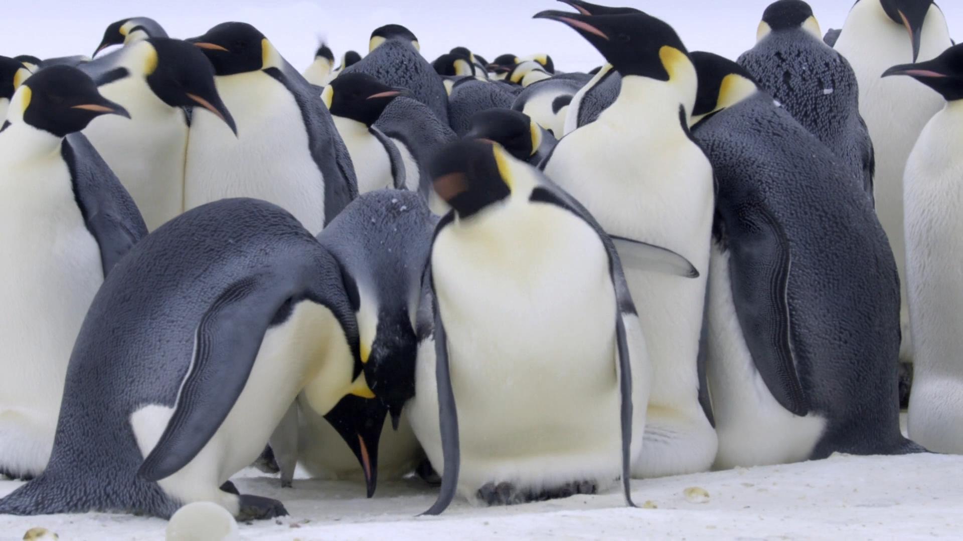 精心推荐的48部纪录片,王朝纪录片5集全bbc