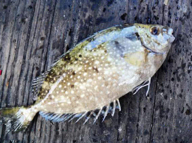 海边一种小不丁点大的泥猛鱼,刺得龇牙咧嘴,腹内有一股特殊的臭