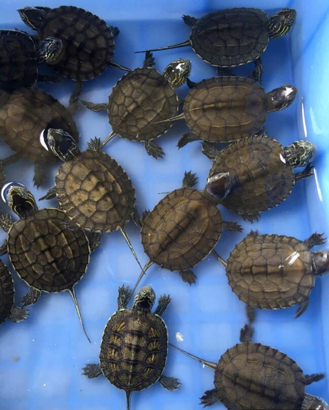 用盐腌乌龟会怎么样,养龟用盐