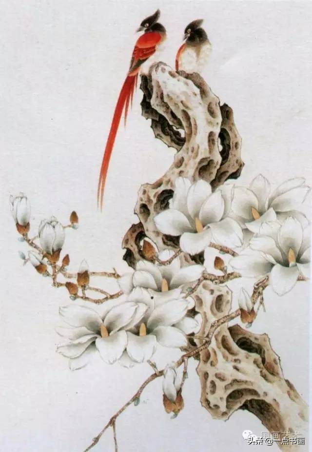 玉兰花的画法和枝干布局,玉兰花的素描画法步骤图