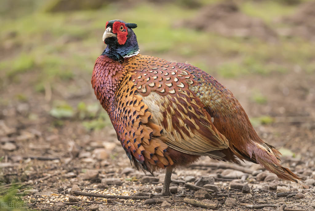 95岁老猎户，下得一手好套子，有跳套有地套，专套兔子和野鸡