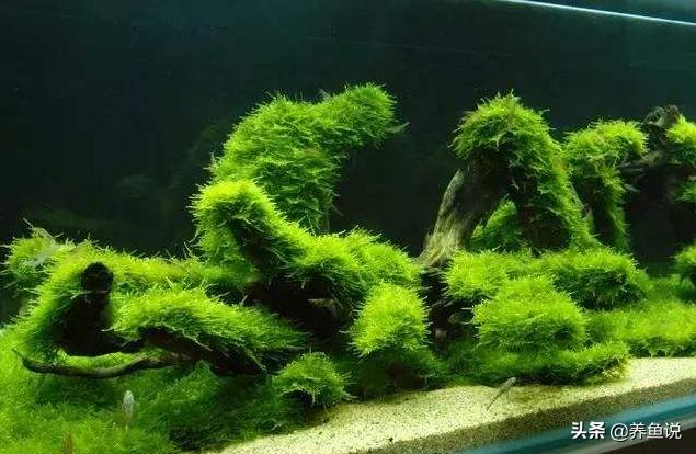 鱼缸造景用哪种水草能铺满缸底,什么水草可以做鱼缸造景
