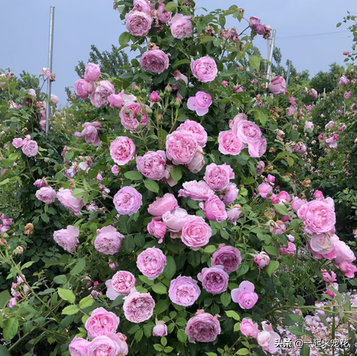 月季花名贵大气的品种,月季花香味排行榜