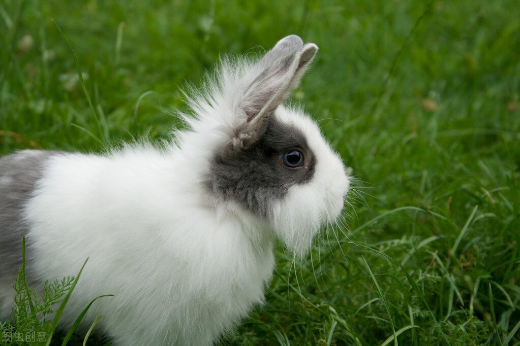 兔子受伤了怎么处理伤口,用什么办法处理兔子的伤口