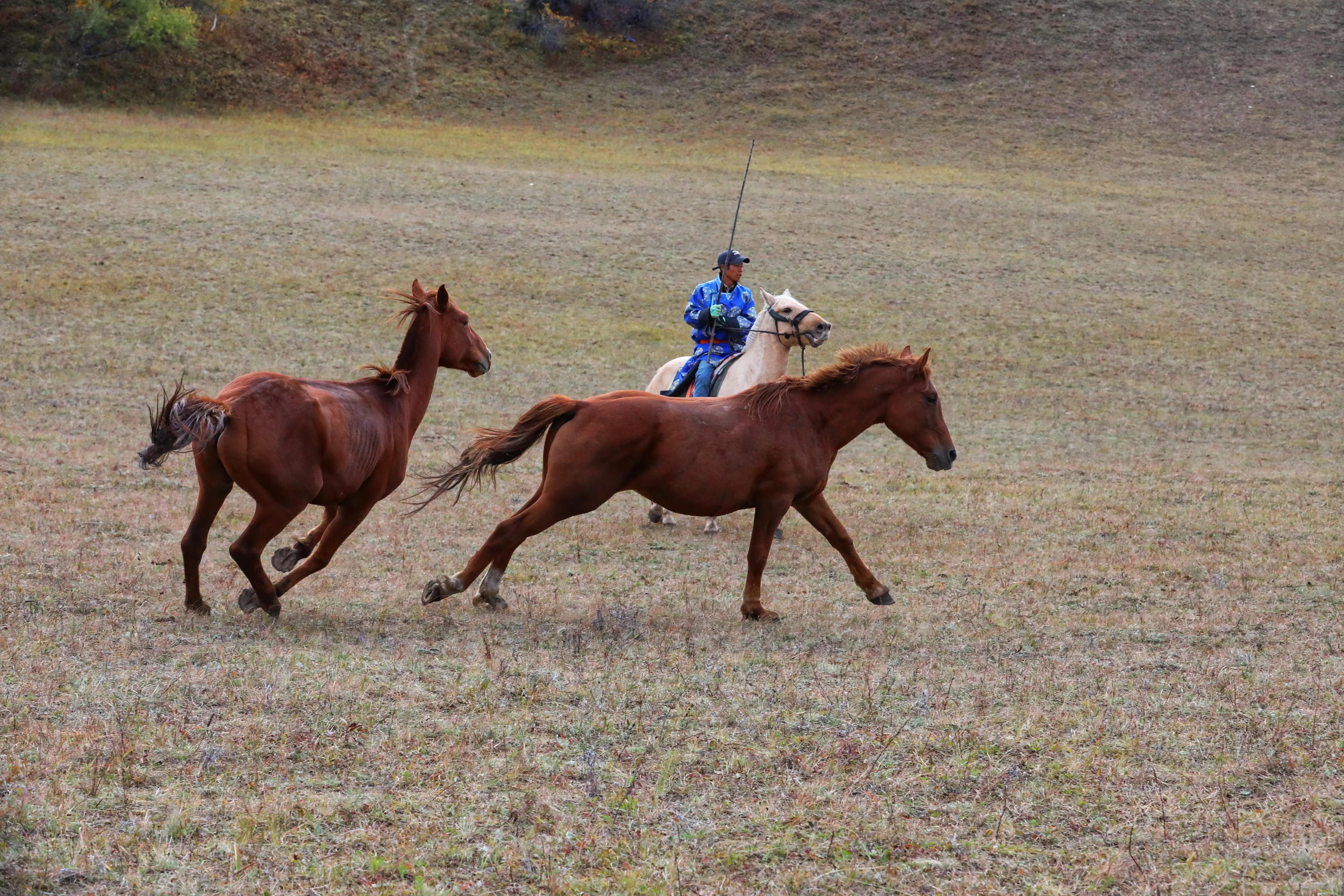 坝上秋色草原,坝上草原游记作文
