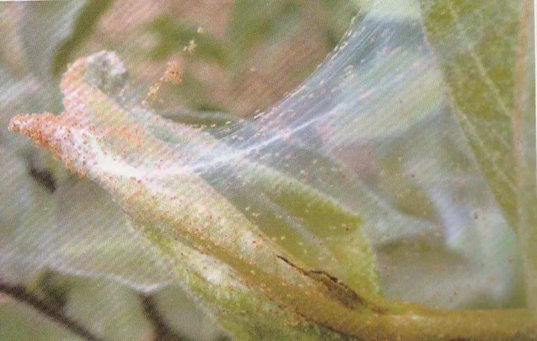 大樱桃如何防治果蝇虫害,樱桃园果蝇怎么防治