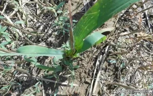 玉米苗后除草剂药害下雨会减轻吗,玉米除草剂对豆角的药害怎么解除