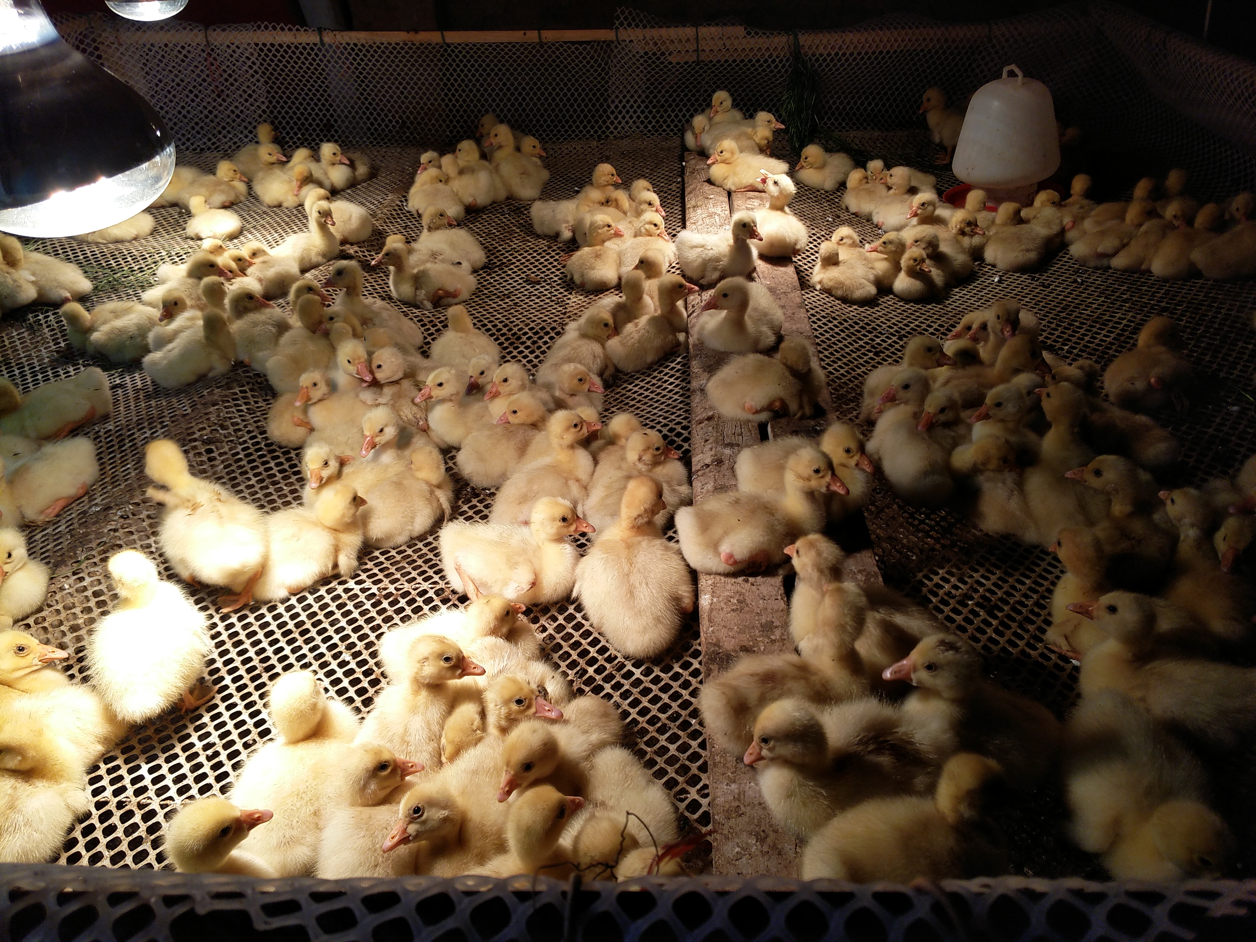 小鹅常见的几种病与治疗,养鹅1-70天的用药流程文字版