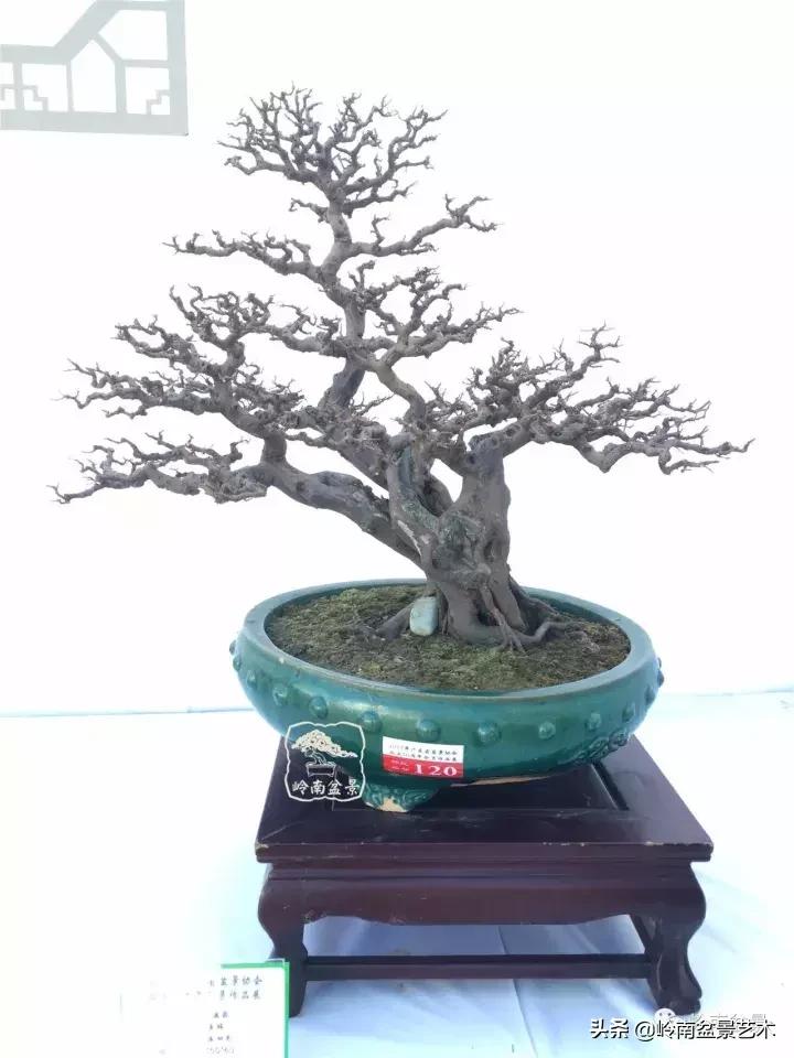 大树型雀梅造型,雀梅盆景怎么养才能爆盆