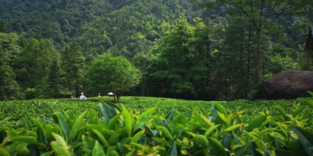 贺州姑婆山景区国家森林公园,贺州姑婆山森林公园路线