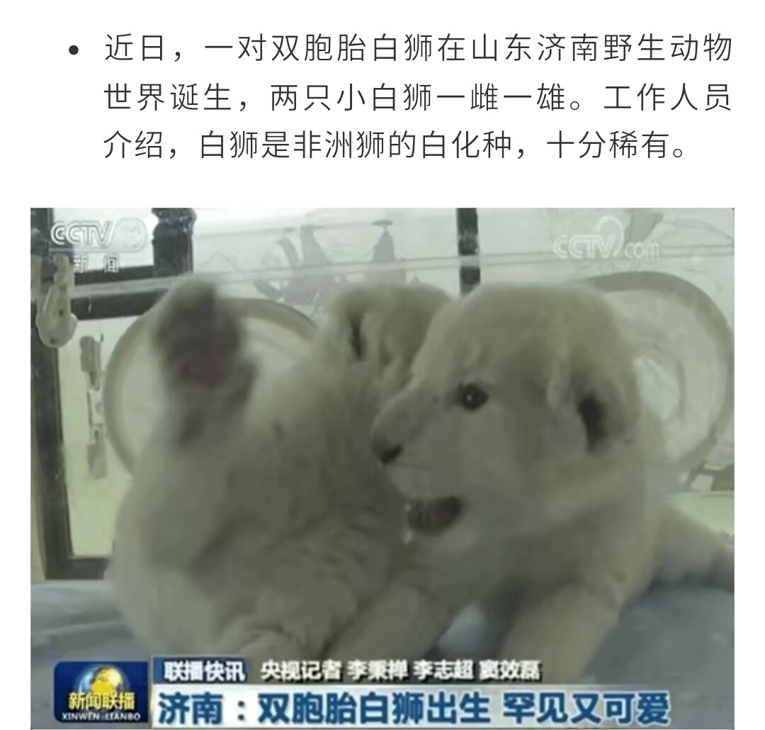 世界唯一一只白色大熊猫,世界上唯一一只白黄色大熊猫