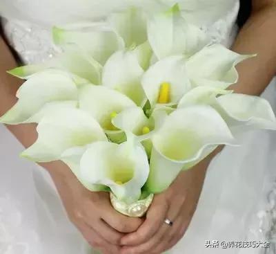 马蹄莲叶子发黄是什么原因,马蹄莲叶子发黄咋办