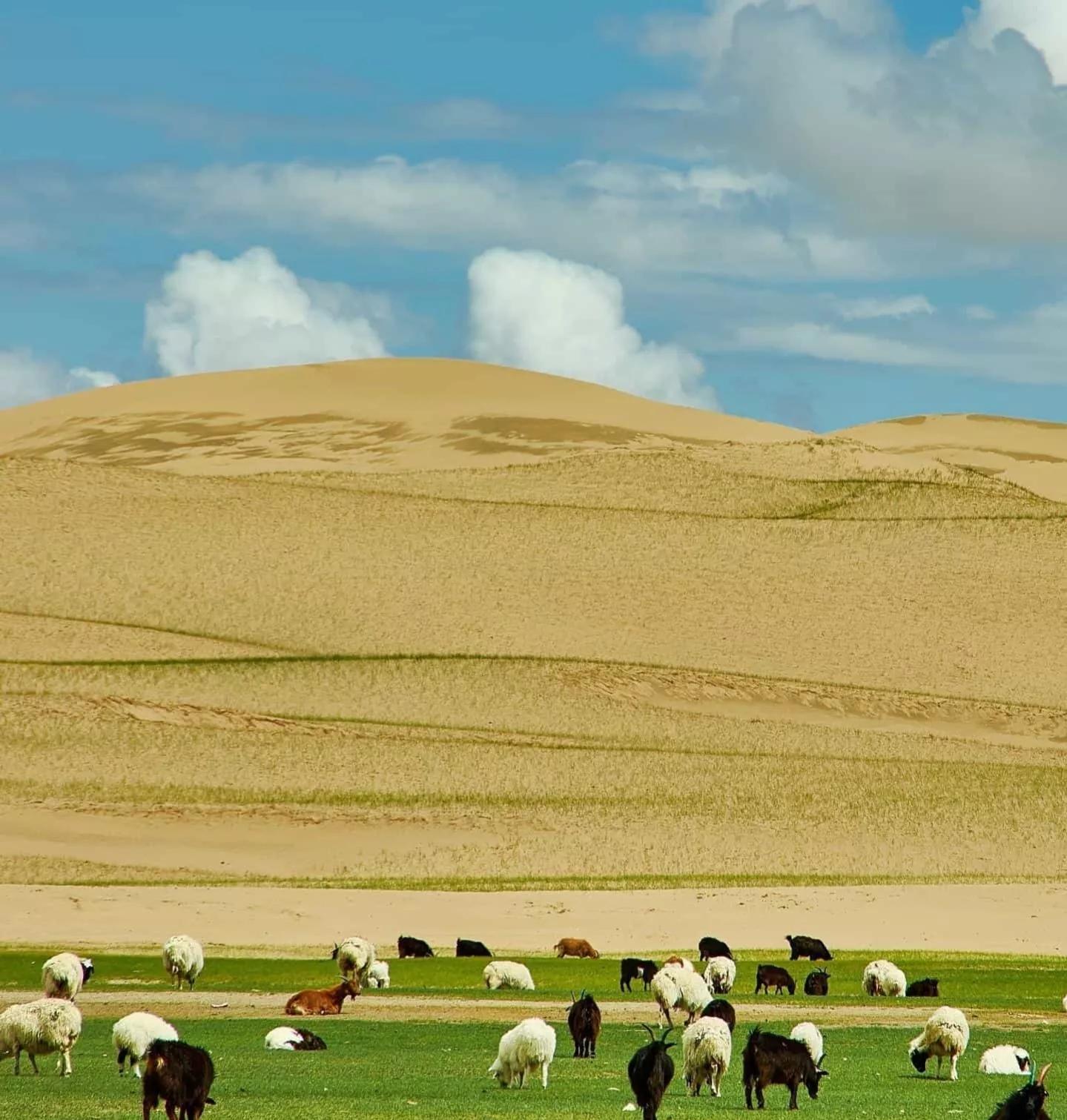 沙坡头游记,宁夏沙坡头旅游攻略一日游多少钱
