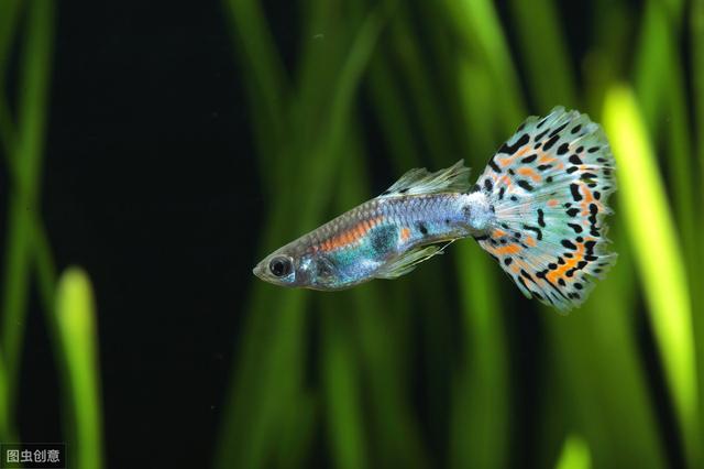 孔雀鱼小鱼单独养多久,孔雀鱼小鱼多久后可以和大鱼混养