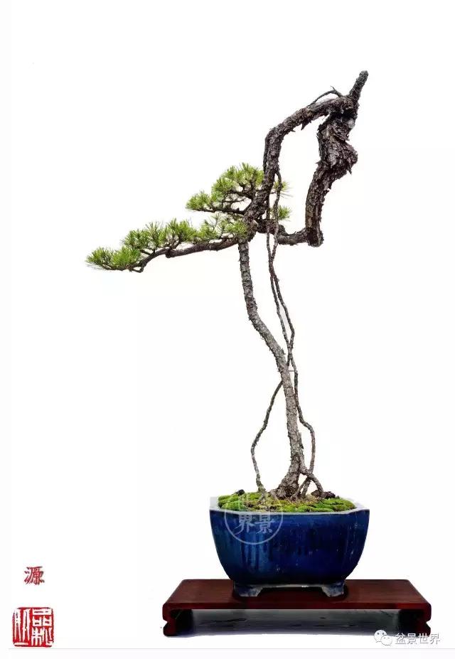 根艺盆景大全欣赏,文人根艺盆景精品大全图