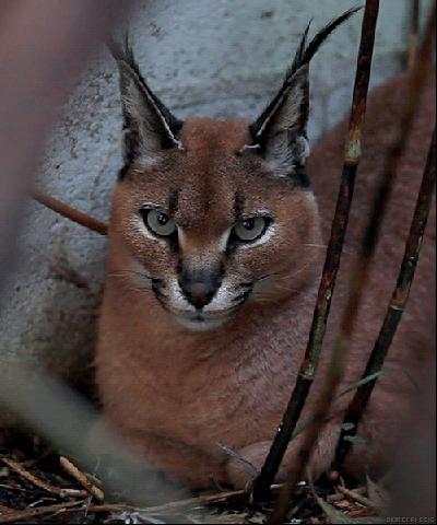 辟谣!猜杯子游戏,猫为什么总能选中有小球的那个?靠隐藏技能?