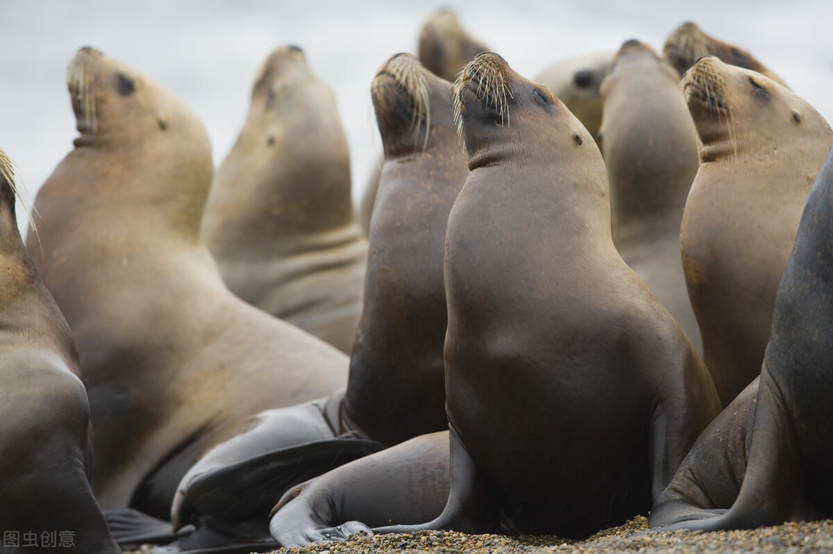 动物老了没生存能力了去哪了,动物如何报答养育之恩