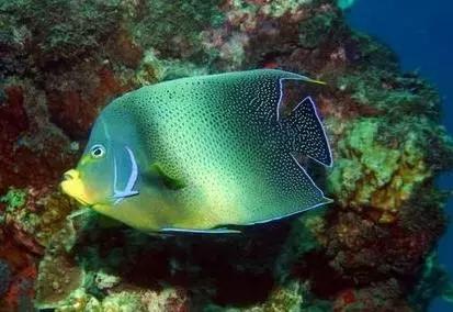 fot海水观赏鱼,fot鱼品种