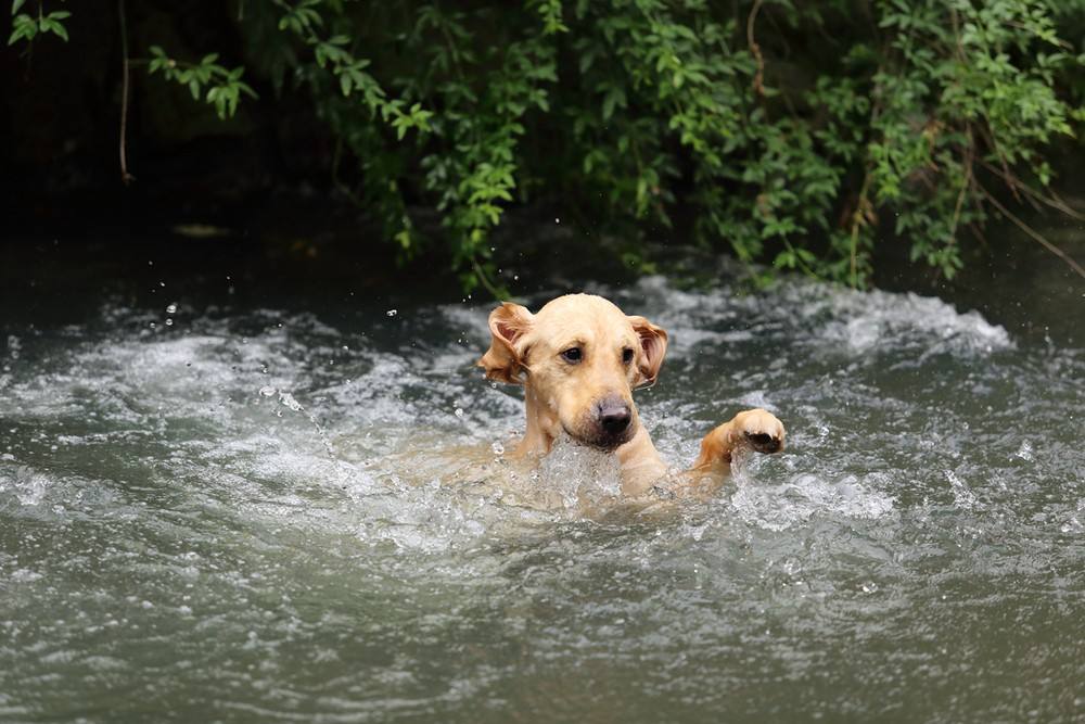 狗狗轻微中暑的正确处理方法,夏天狗狗中暑最快解决方法