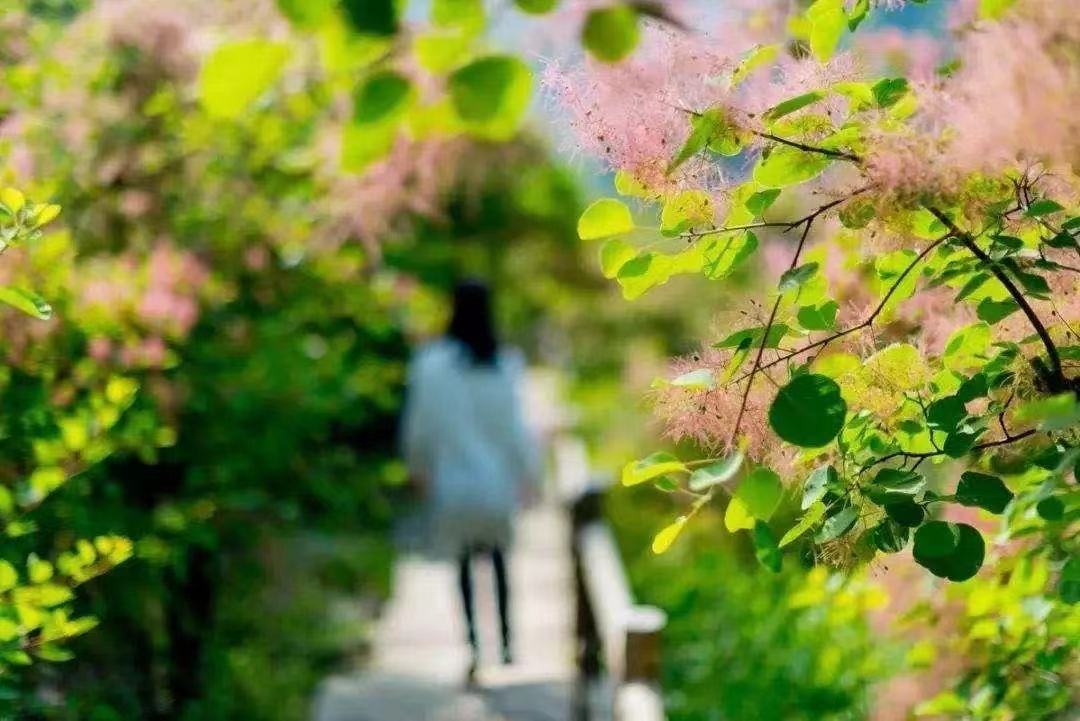 二十四节气立夏ppt课件免费,二十四节气立夏的诗句古诗