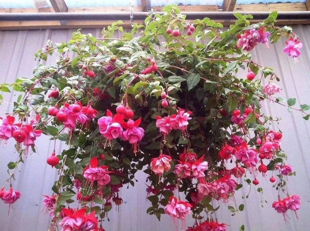 懒人室内养花就养4款开花机器,懒人专属开花机器花儿天天开爆盆