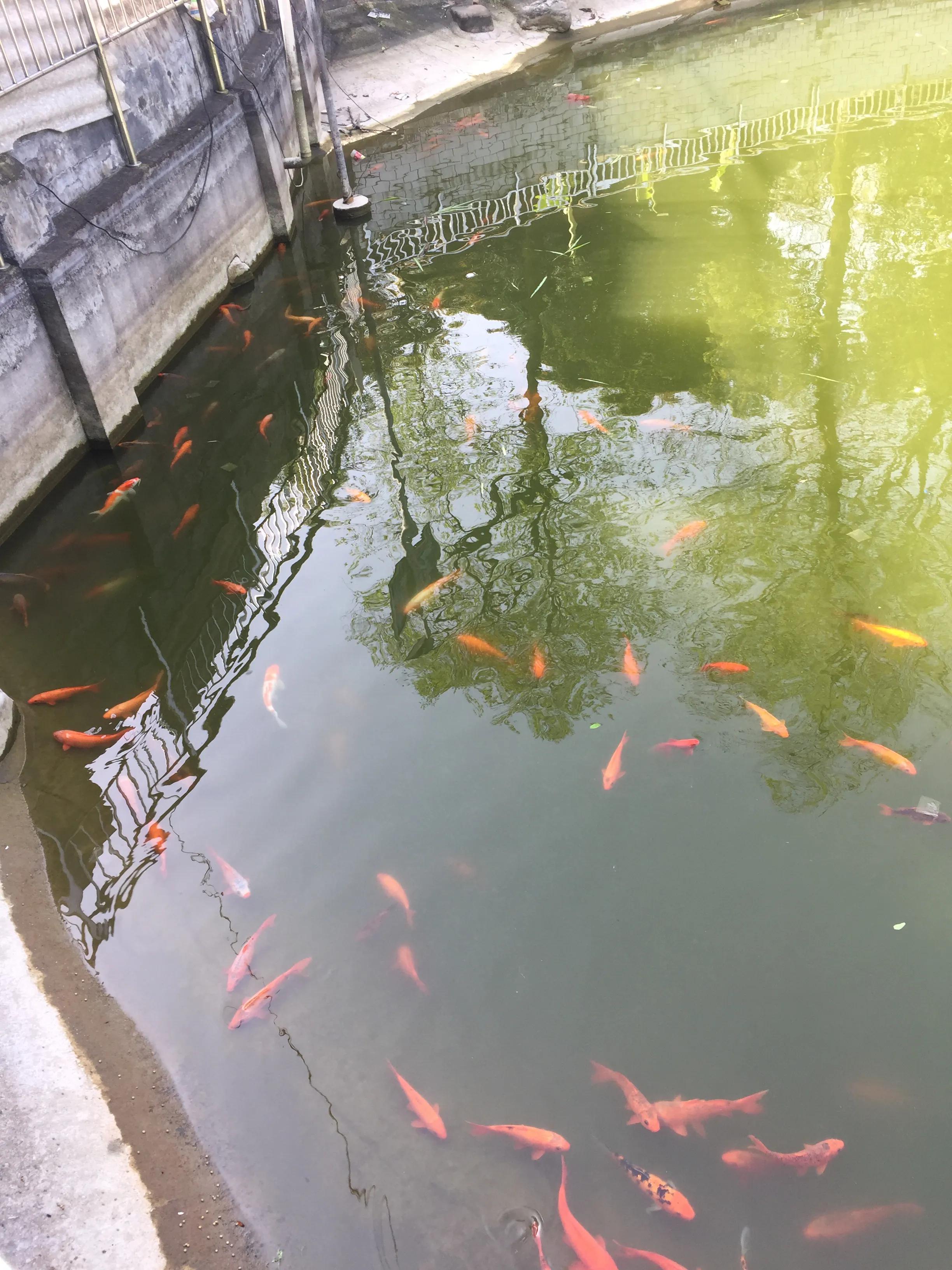 神农公园游览图怎么画简单,神农公园游乐场关门时间