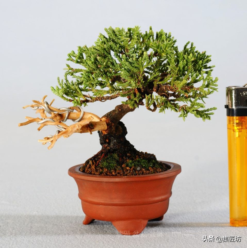 盆景腋枝造型图片,鹿角枝盆景造型图片